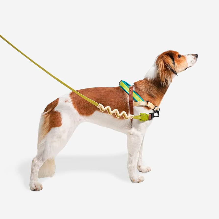 Zee.Dog Avocado SofterWalk arnes perro