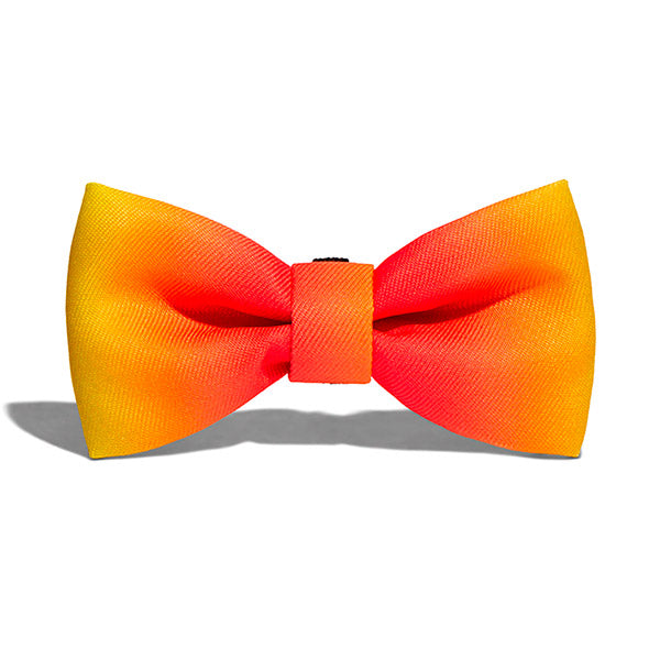 zeedog bow tie citrus