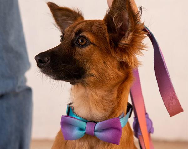 zee dog bow tie wave