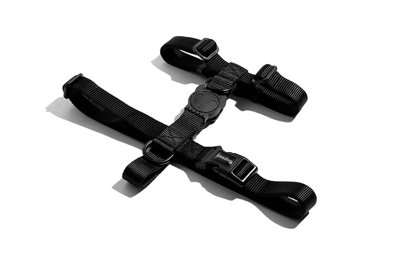 arnes perro zeedog gotham