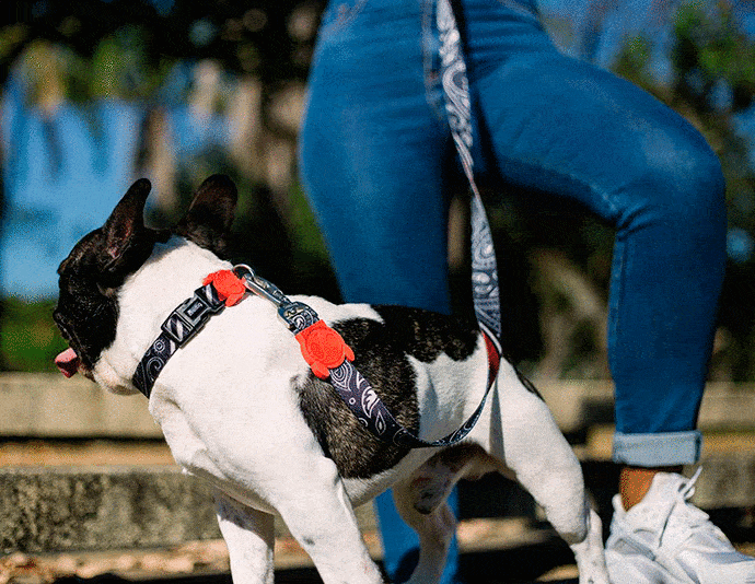 ZEE.DOG PAISLEY LEASH