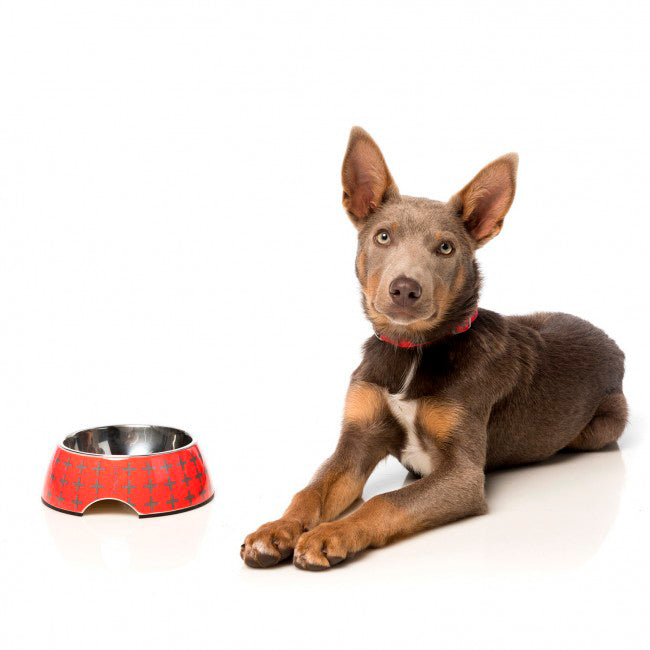 BOWL FUZZYARD FUEGO MEDIUM