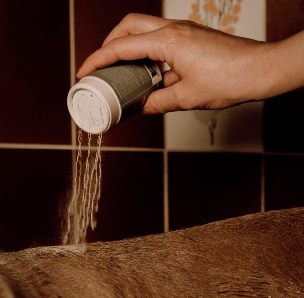 Nellumbo Champoo polvo