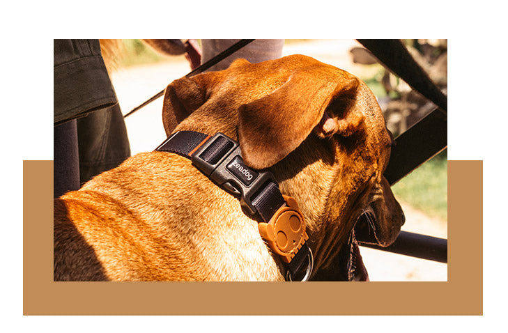 zeedog patagonia collar perro