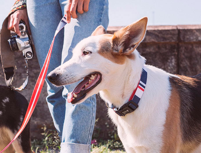 zee.dog rocket collar