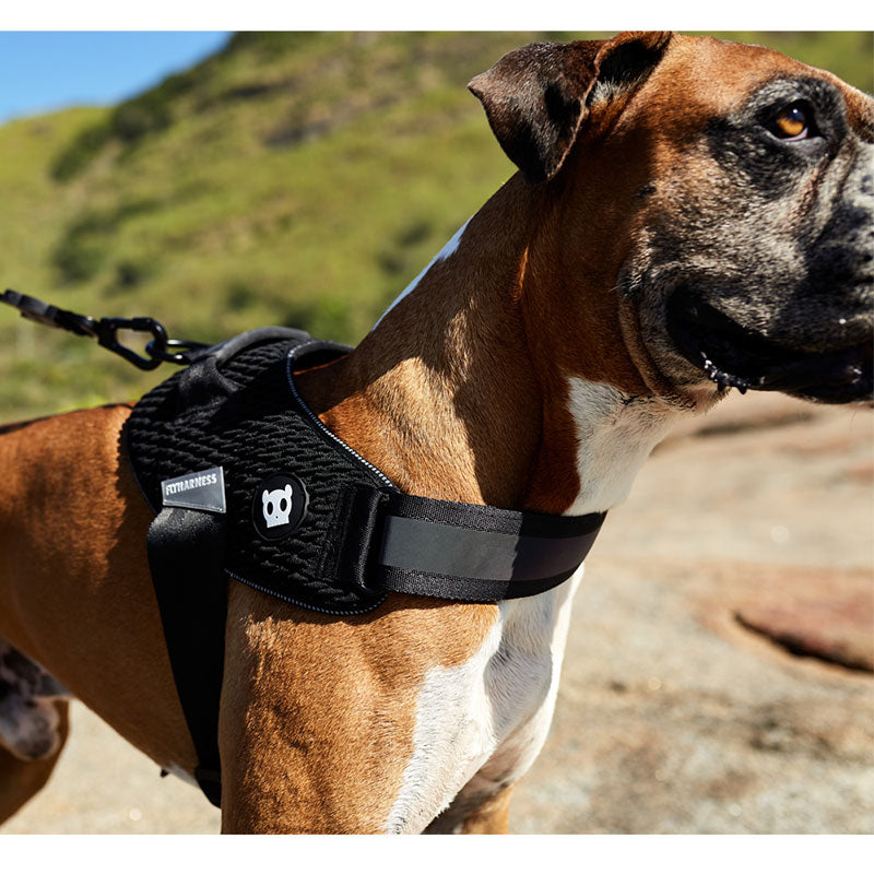 Zee.Dog Gotham FlyHarness arnes