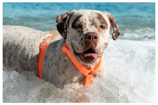 neopro zeedog tangerine