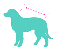 medir freedog perro